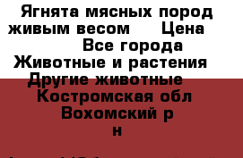 Ягнята мясных пород живым весом.  › Цена ­ 125 - Все города Животные и растения » Другие животные   . Костромская обл.,Вохомский р-н